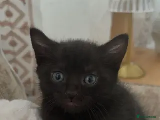Mixed Breed cats Stunning kittens - Advert 1