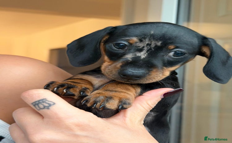 Miniature Dachshund dogs - Advert 11