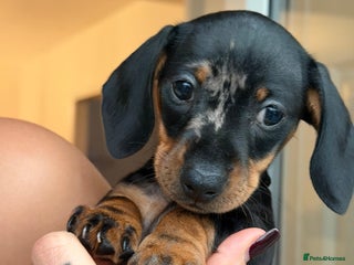 Miniature Dachshund dogs - Advert 19