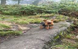 Yorkshire Terrier dogs for stud: Toy Yorkshire terrier boy stud  - Image 5