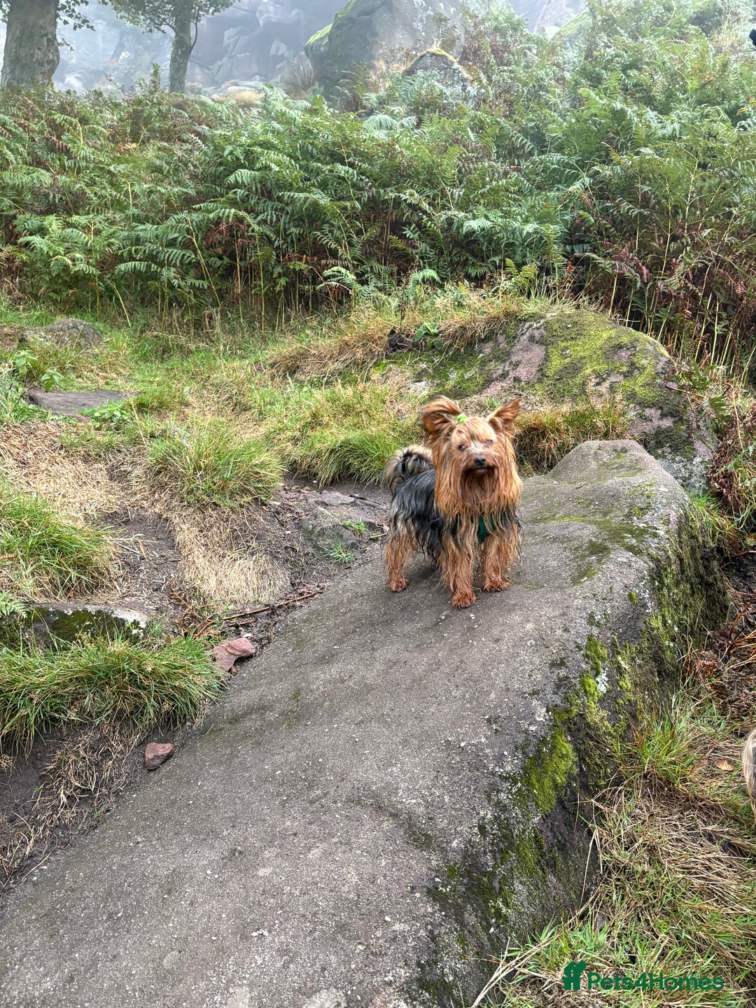 Yorkshire Terrier dogs for stud: Toy Yorkshire terrier boy stud  - Image 5