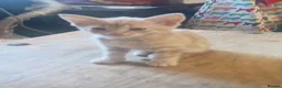 Mixed Breed cats for sale: British shorthair cross kittens  - Advert 11