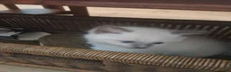 Ragdoll cats for sale: Mixed ragdolls - Advert 12