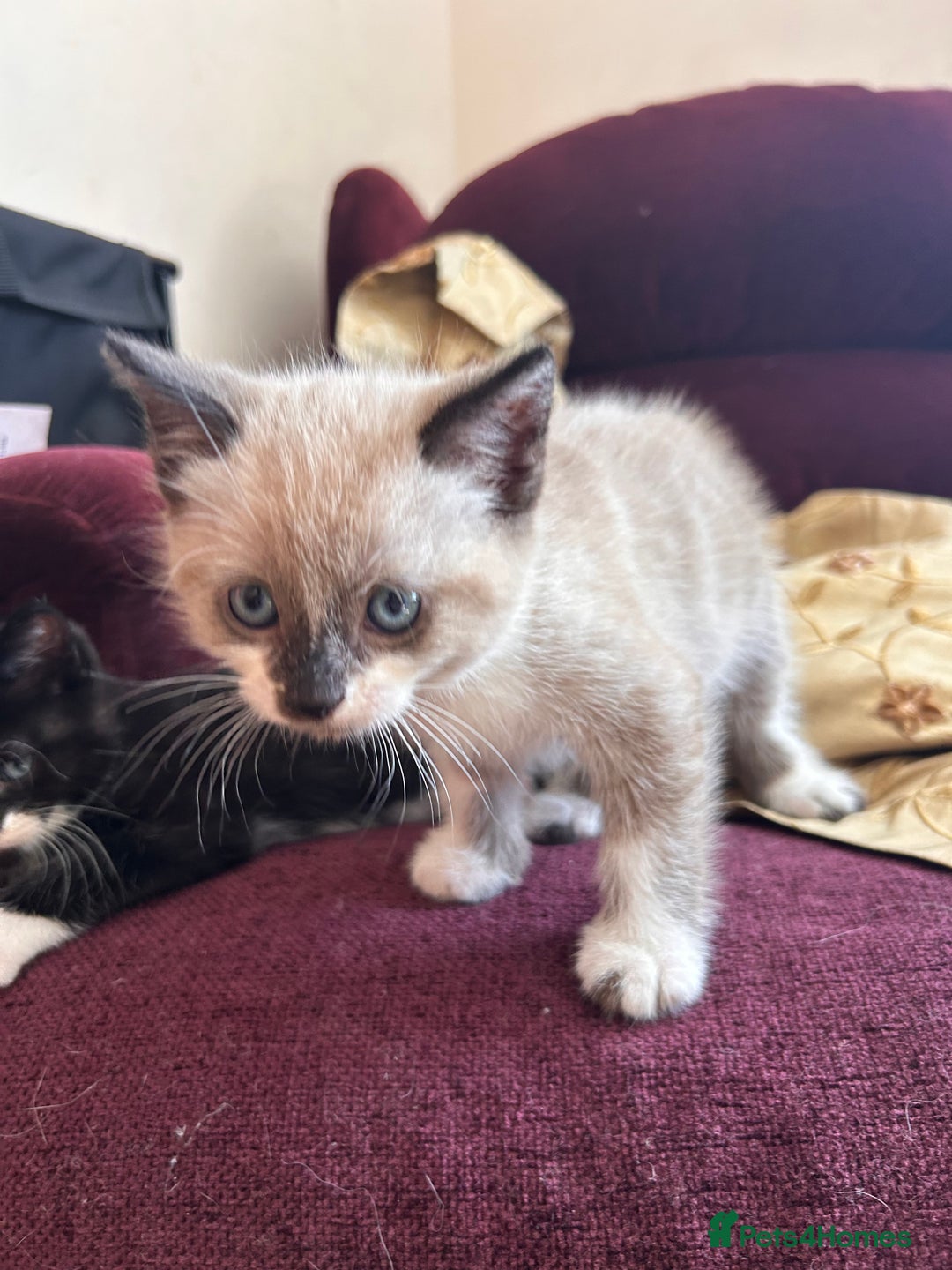 Ragdoll cats for sale: Ragdoll cross breed  - Image 4