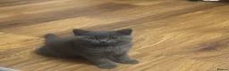 British Shorthair cats for sale:     British Shorthair Kittens – 3 Beautiful Girls - Advert 15