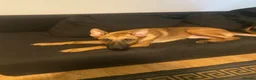German Shepherd dogs for sale: German Shepherd in High Wycombe - Advert 1