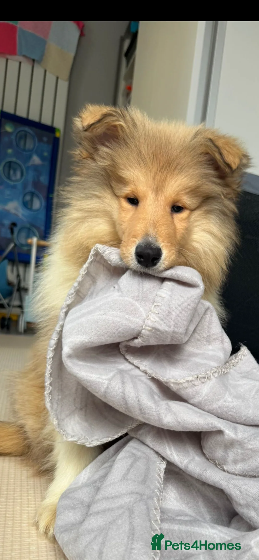 Rough Collie dogs for sale: KC Rough Collie Puppy  - Advert 1