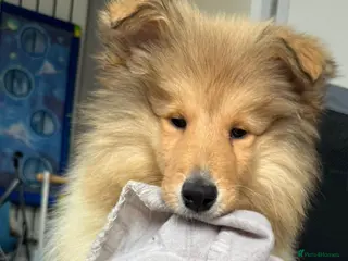 Rough Collie dogs KC Rough Collie Puppy - Advert 4
