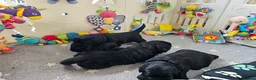 Newfoundland dogs for sale: Beautiful Newfoundland puppies  - Advert 24