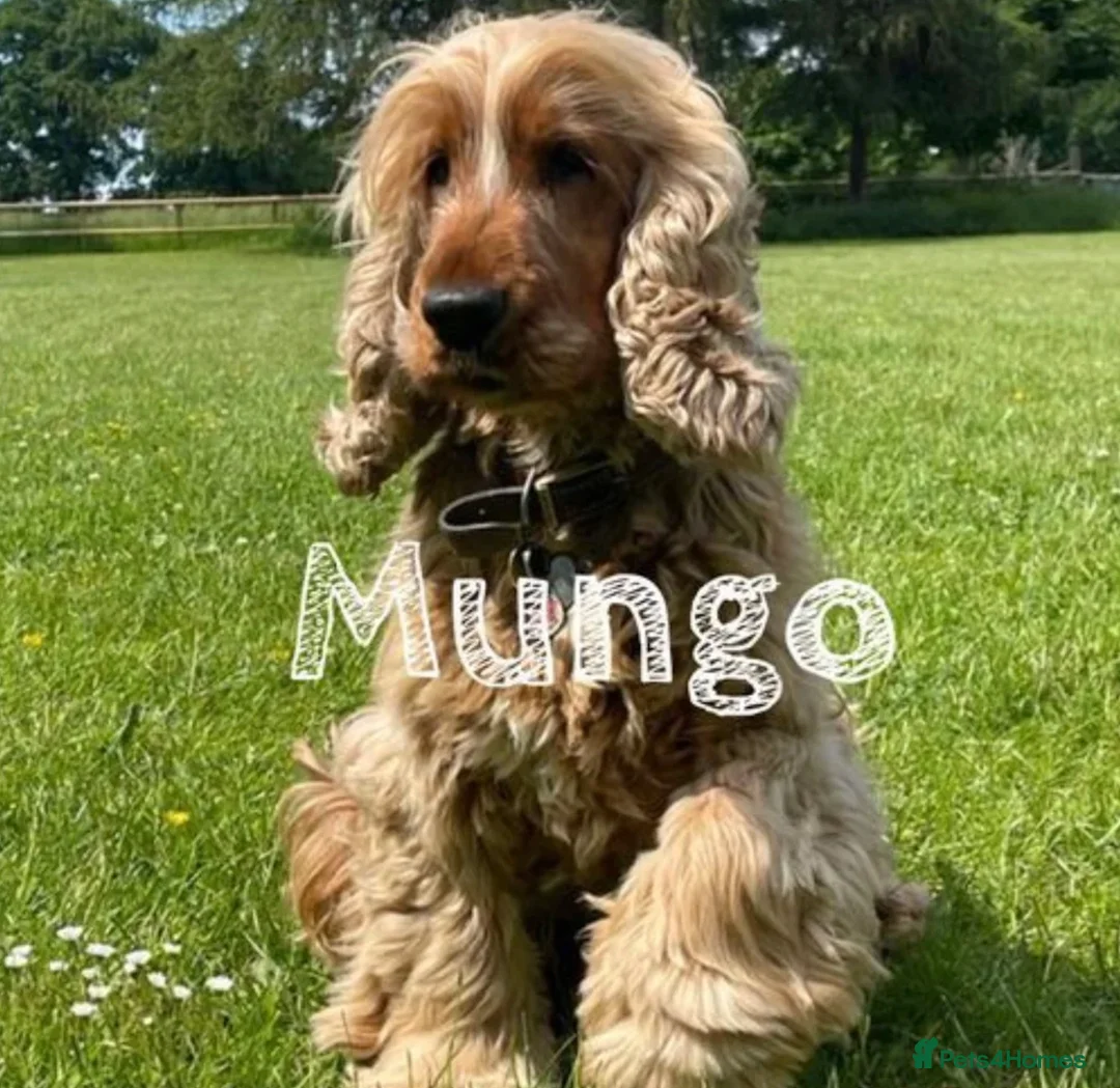 Cocker Spaniel dogs for stud: KC GOLDEN SHOW COCKER STUD BEST HEALTH TESTED - Advert 1