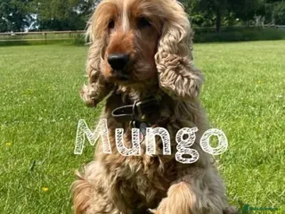 Cocker Spaniel dogs KC GOLDEN SHOW COCKER STUD BEST HEALTH TESTED - Advert 15