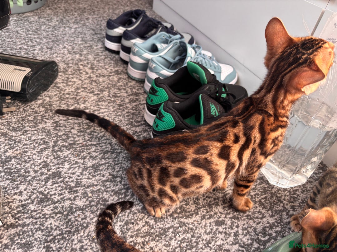 Bengal cats for sale: Bengals  - Image 8