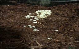 Snails invertebrates for sale: Jade foot albino African snail baby’s  - Image 2