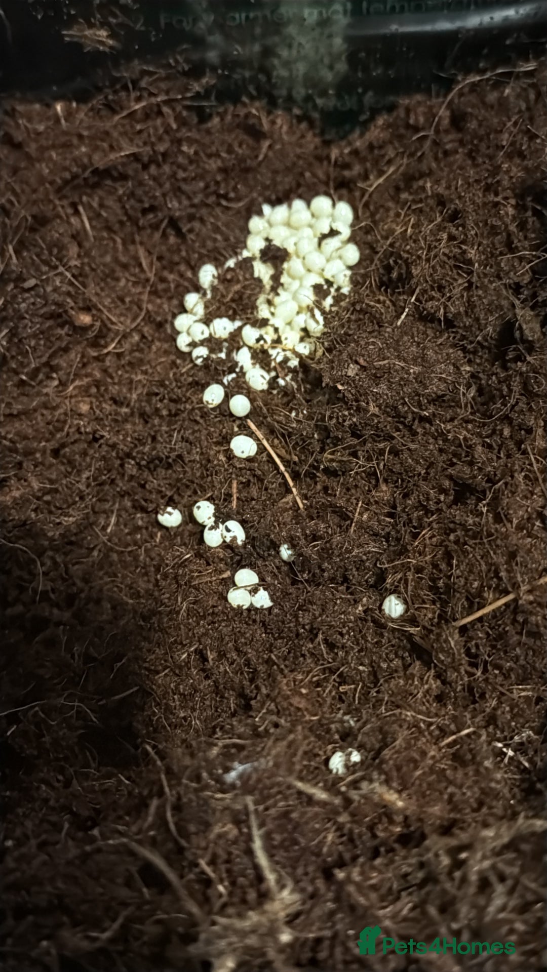 Snails invertebrates for sale: Jade foot albino African snail baby’s  - Image 2