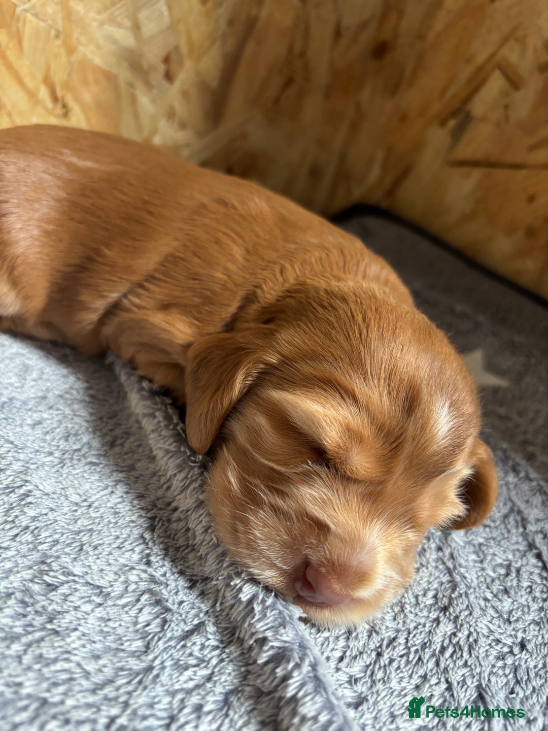 Cocker Spaniel dogs for sale: Outstanding kc reg cocker spaniel puppies - Image 10