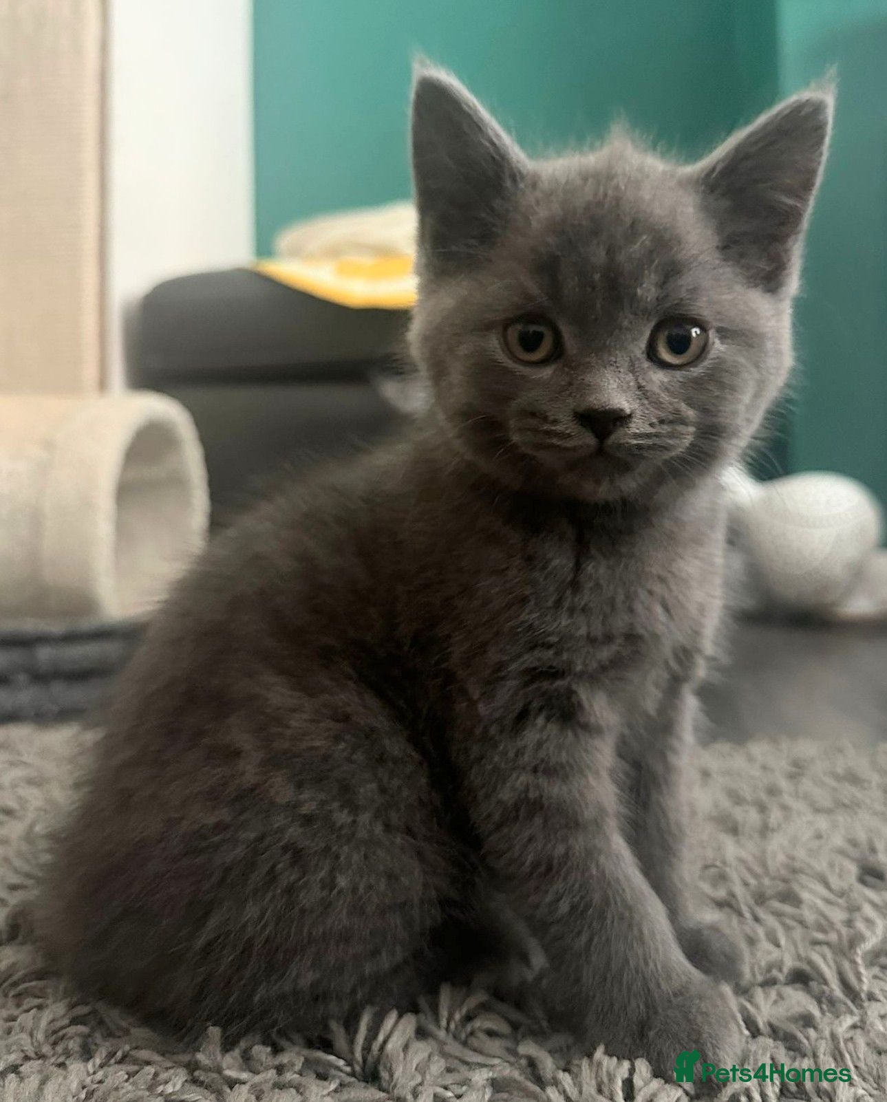 British Shorthair cats Ready to leave two purebred British ShorthairBoys. - Advert 18
