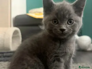 British Shorthair cats Ready to leave two purebred British ShorthairBoys. - Advert 18