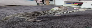 Bengal 1