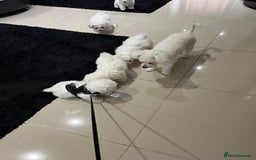 Bichon Frise dogs for sale: Pure Bichon Frise - Image 22