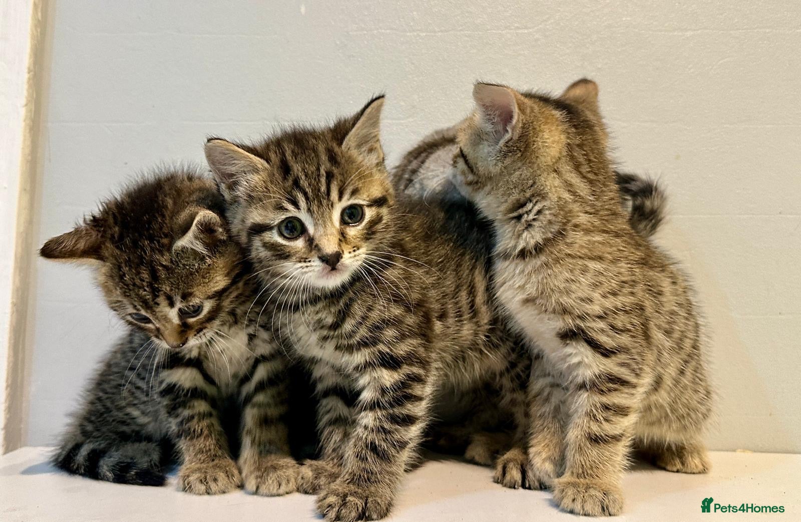 Bengal cats 4 bengal mix kittens  - Advert 5