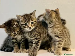 Bengal cats 4 bengal mix kittens - Advert 5