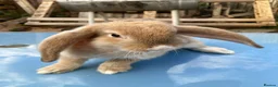 French Lop rabbits for sale: French Lop Bunnies in London - Advert 2