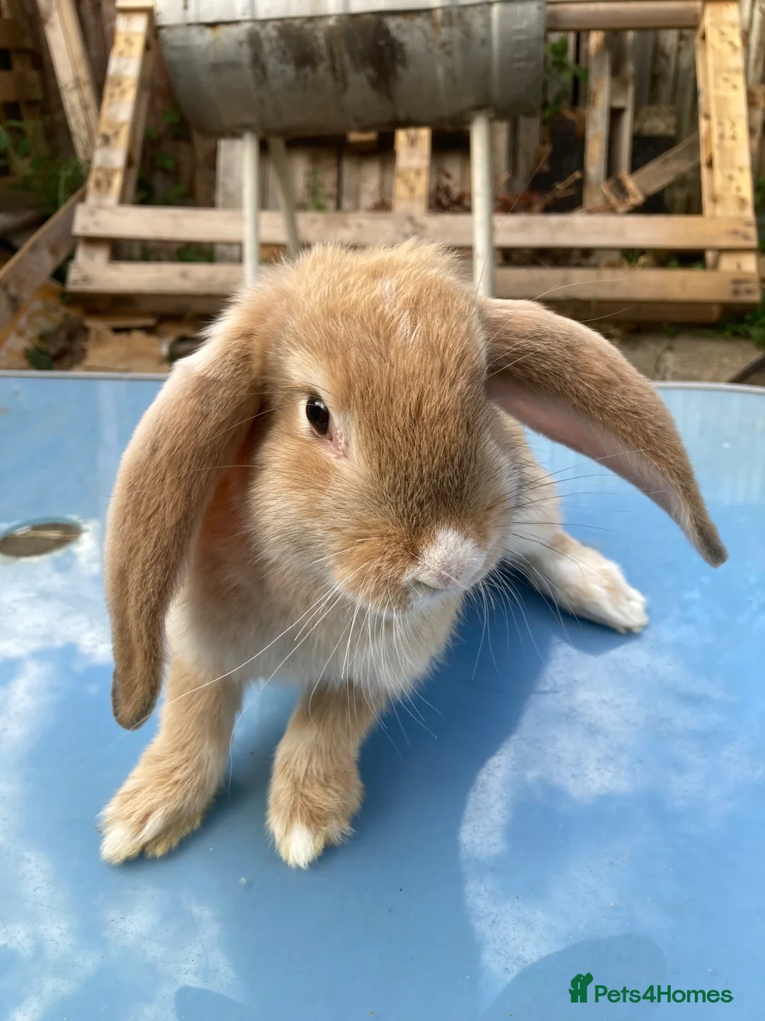 French Lop rabbits for sale: French Lop Bunnies in London - Advert 2