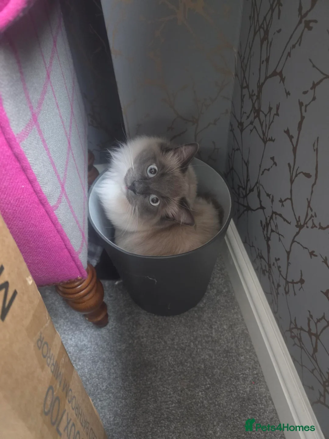 Ragdoll cats for sale: Gorgeous Ragdolls in Salisbury - Advert 1