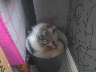 Ragdoll cats Gorgeous Ragdolls - Advert 1