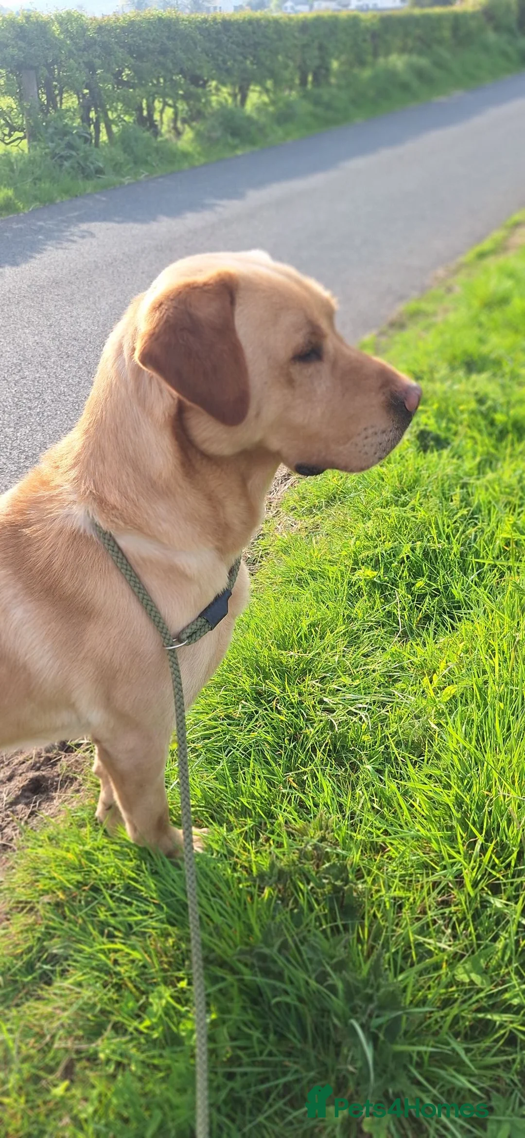 Labrador Retriever dogs for stud: Leadburn Digger...* Fully Health Tested Stud Dog * - Advert 2