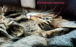 Maine Coon cats for sale: GCCF Maine Coon Kitten Stunning Girl Ready Now - Image 3