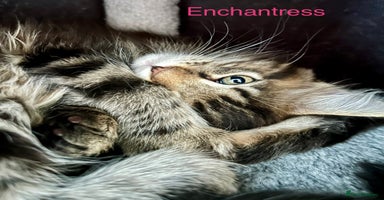 Maine Coon cats - Advert 2