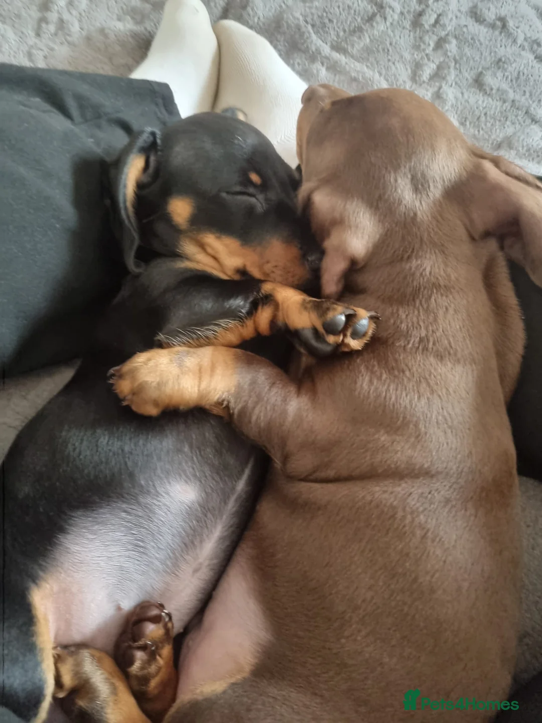 Miniature Dachshund dogs for sale: Miniature dachshund  - Advert 13