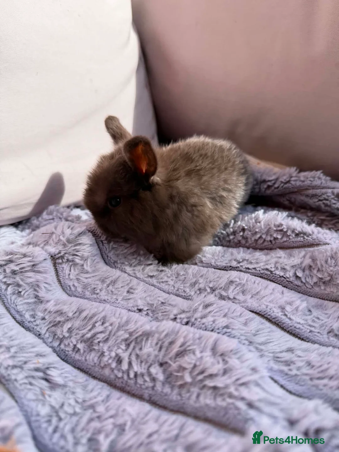 Mini Lop rabbits for sale: Female mini lop bunny - Advert 2
