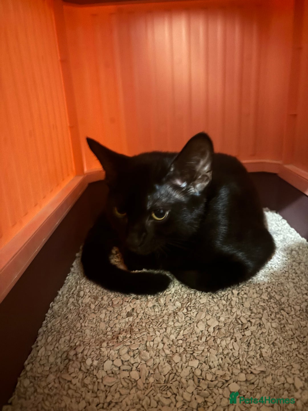 Bengal cats for sale: Bengal x Shorthair - Image 2
