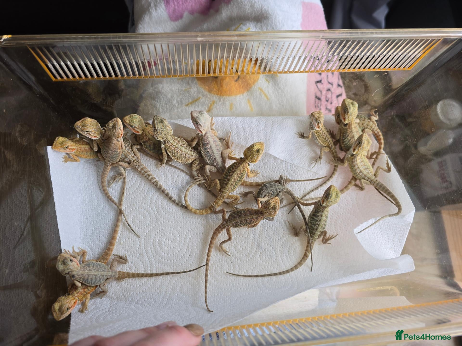 Bearded Dragon reptiles Baby Bearded Dragons - Advert 1