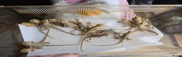 Bearded Dragon reptiles for sale: Baby Bearded Dragons - Advert 1