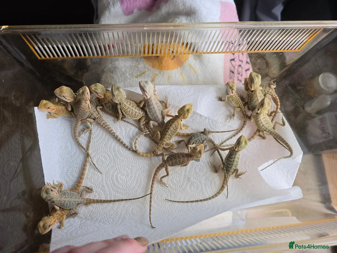 Bearded Dragon reptiles for sale: Baby Bearded Dragons - Advert 1