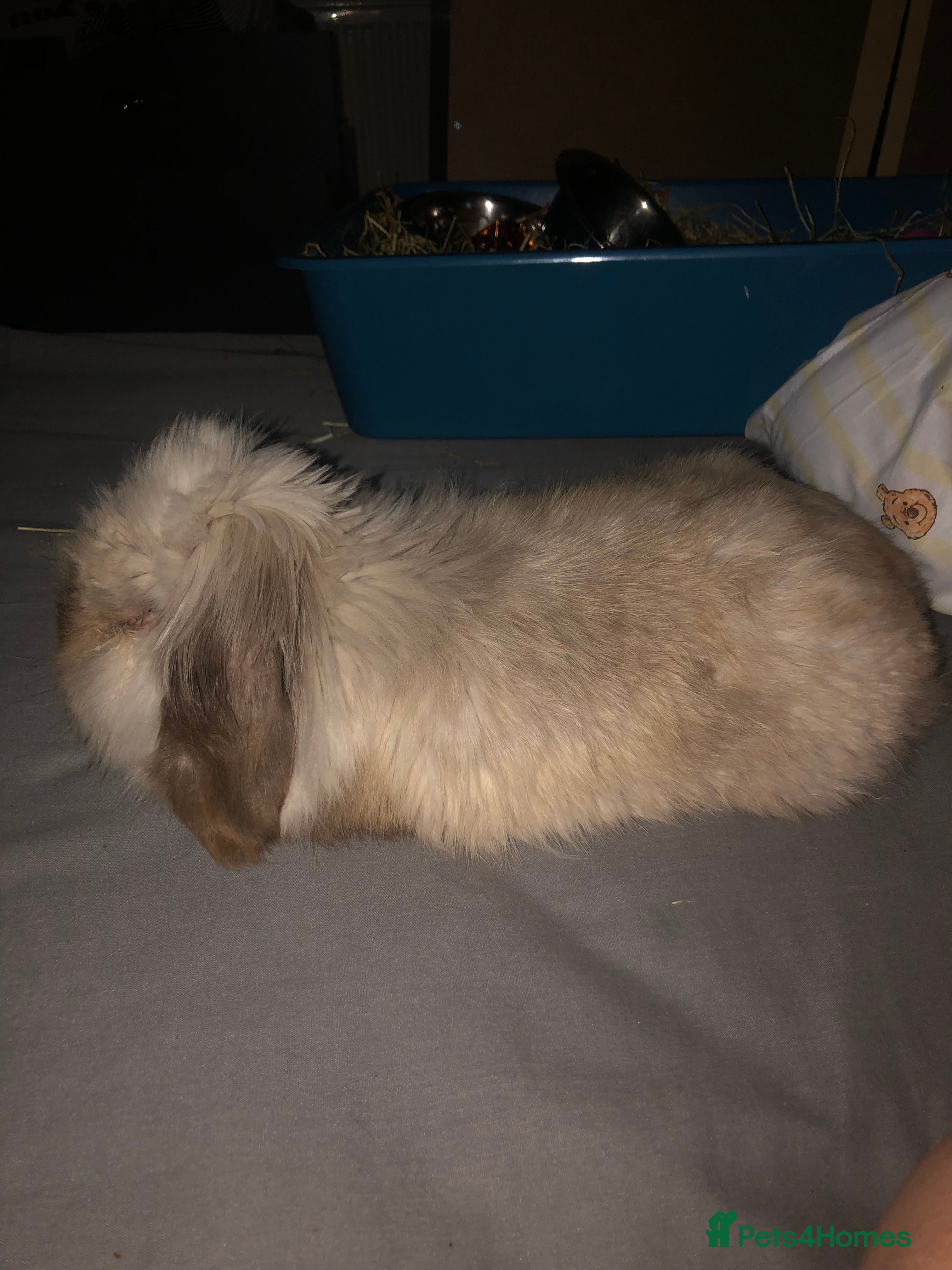 English Lop rabbits Prince  - Advert 1