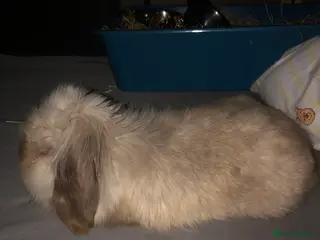 English Lop rabbits Prince - Advert 1