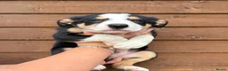 Border Collie dogs for sale: Border Collie Puppies 🐶 in Cowbridge - Advert 3