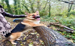 German Shepherd dogs for sale: Male German Shepherd Dog - Advert 6