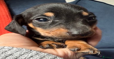 Miniature Dachshund dogs - Advert 10