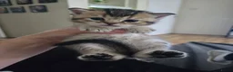 British Shorthair cats for sale: Beautiful Blue Eyes British Shorthair - Advert 6