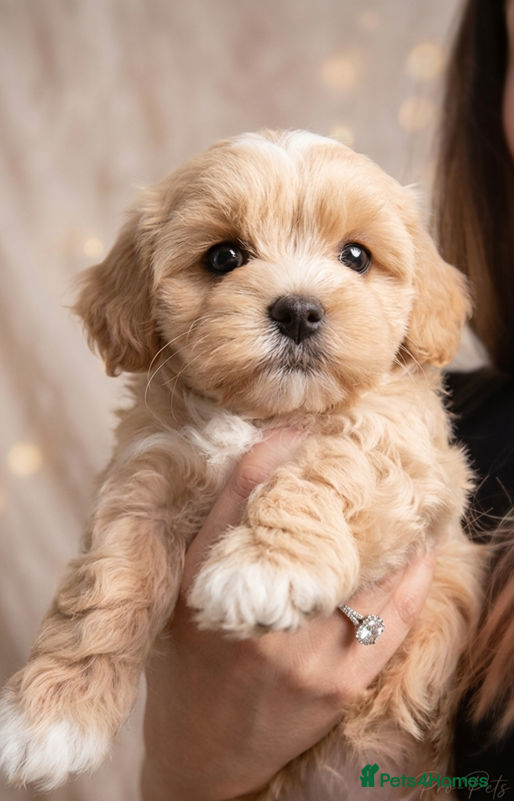 Maltipoo dogs Apricot Toy Maltipoos from KC health tested champ  - Advert 1