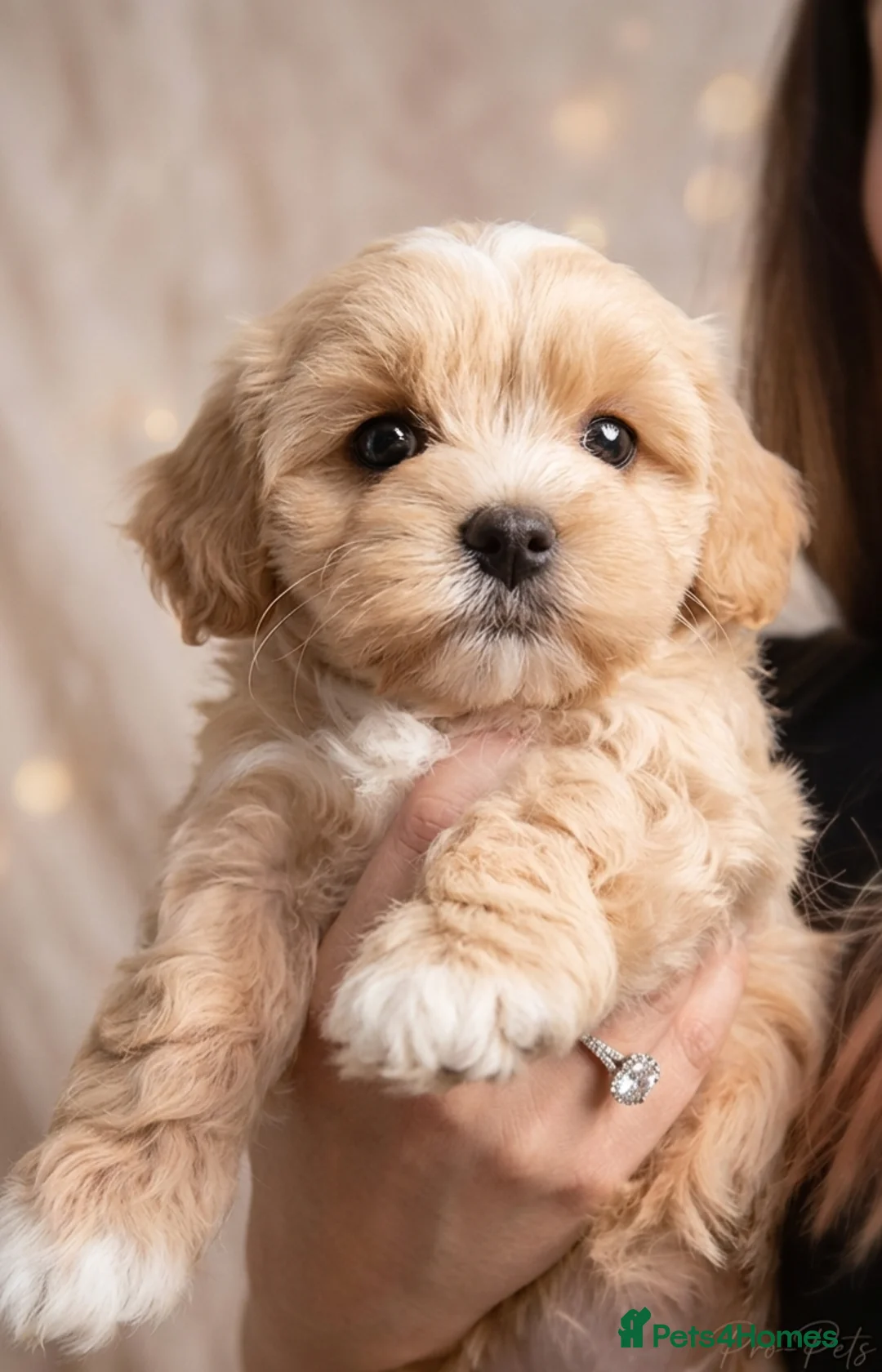 Maltipoo dogs for sale: Apricot Toy Maltipoos from KC health tested champ  - Advert 1