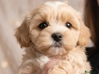 Maltipoo dogs Exclusive Tiny Korean/Russian Maltipoo KC champ - Advert 1