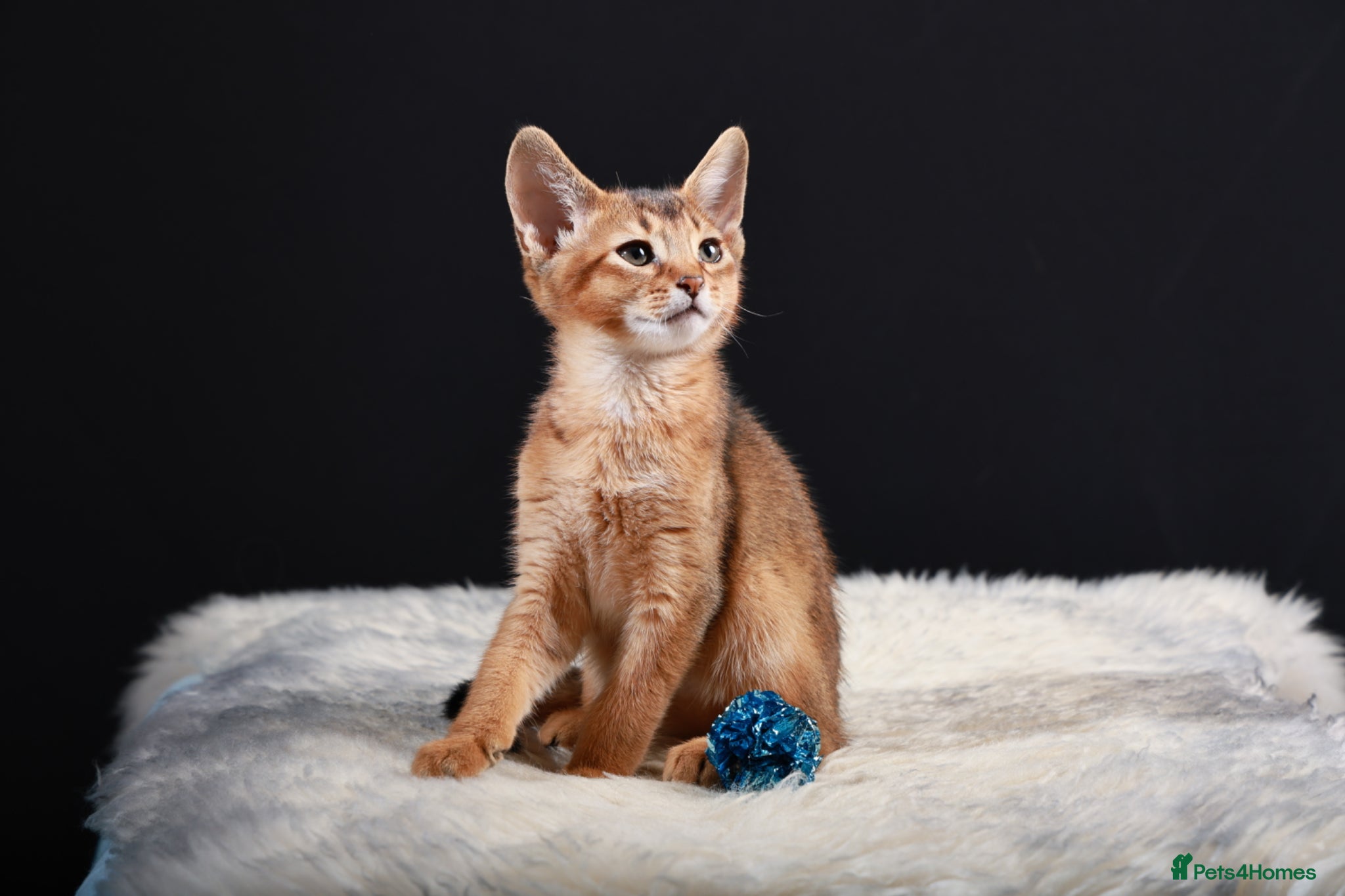 Abyssinian cats TICA reg one gorgeous Ruddy Aby boy left! - Advert 1
