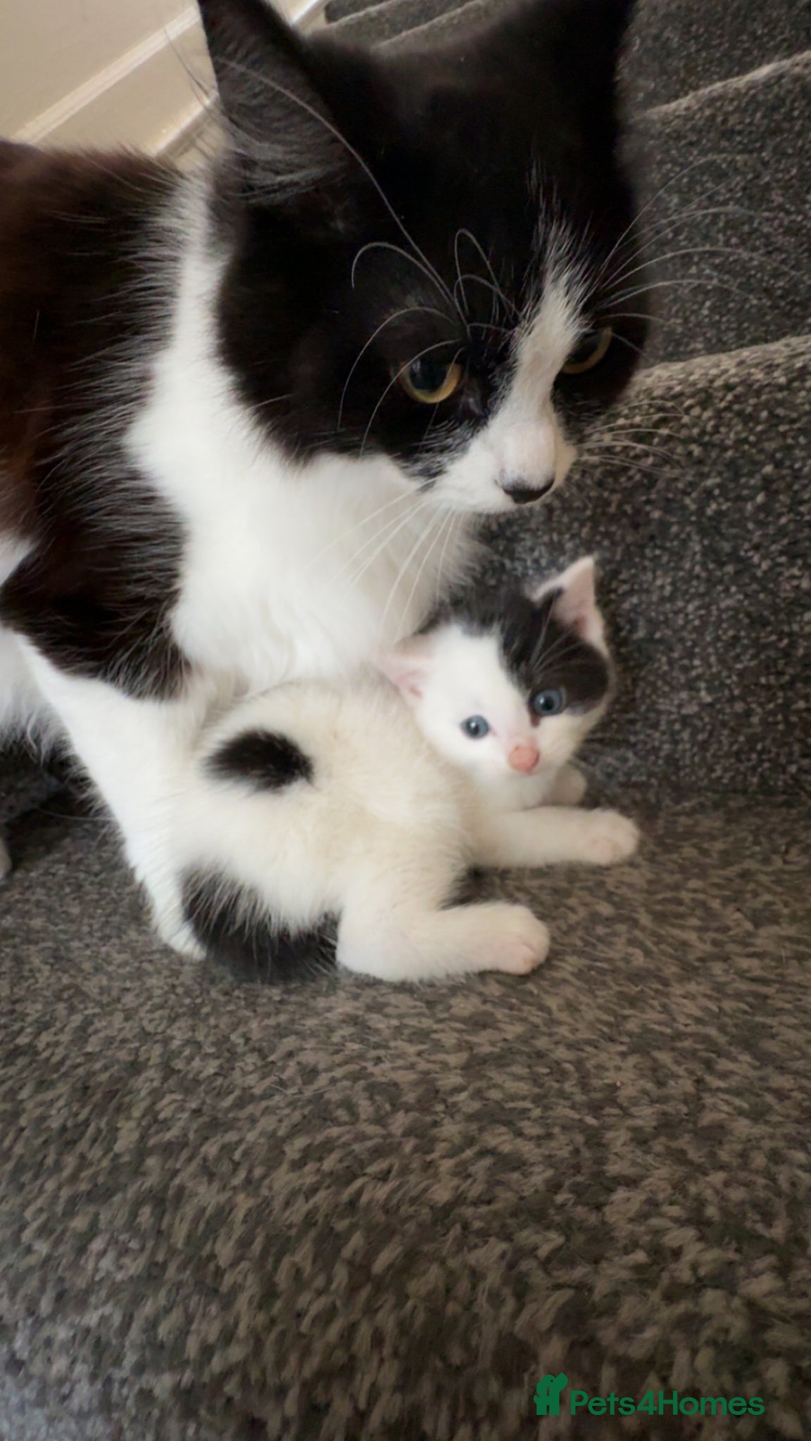 Mixed Breed cats CAT FOR SALE! - Advert 1