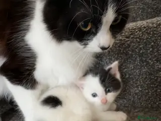 Mixed Breed cats CAT FOR SALE! - Advert 1